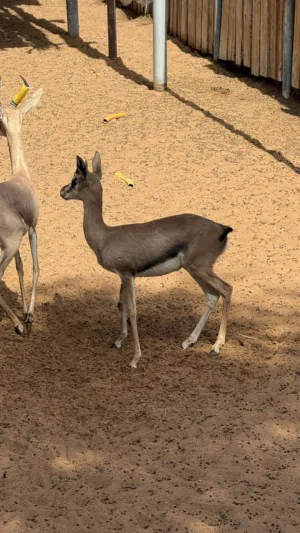 غزال فلودير و ريم بلاك بوك مها عربي و دماني