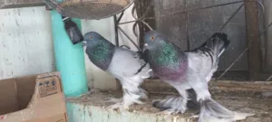 pigeon sale الــنــوع: حمام نفاخ