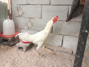 ديج عمره 10 اشهر ابيض وذهبي صافي