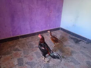 ديك كبير ودجاجته هراتي هندي اصلي