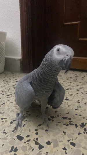 ببغاء كاسكو للبيع