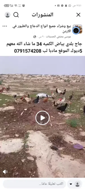 حمام بلدي زاجل للبيع  ارانب هجين