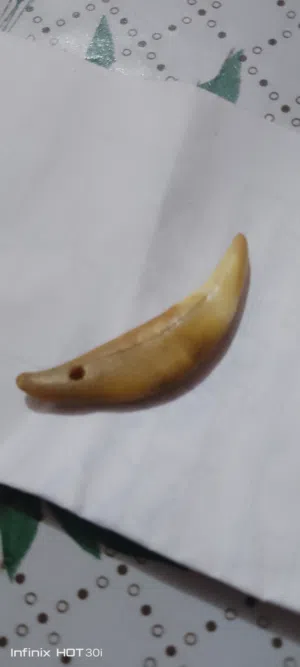 سلام عليكم ناب ثيب البيع