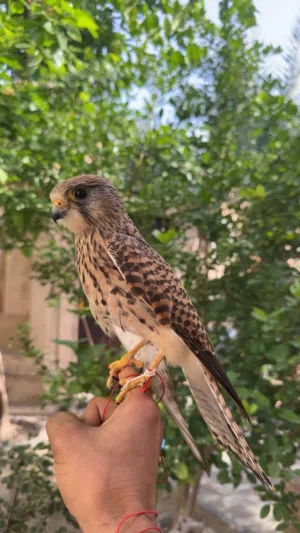 للبيع شرياص