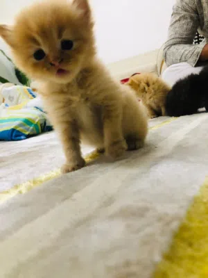 Adorable Healthy Kitten for Sale – Playful & Well Trained