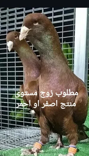 مطلوب زوج ..