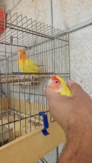 ‏ببغاء‏3