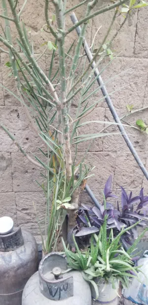 نباتات اشجار