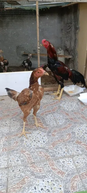 دجاج للبيع شلع