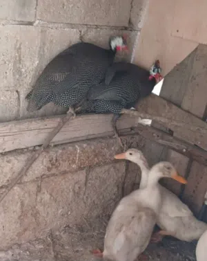 جوز فرعوني  شغلات للبيع