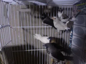 متاح 7 طرف زيبرا منقنيز منتاجة