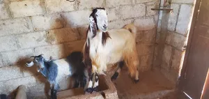 ‏ماعز‏2
