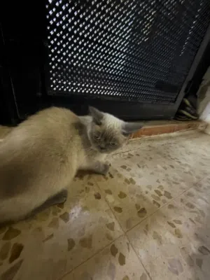 قطه للبيع