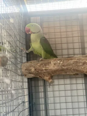 ببغاء نيبالي
