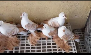 اريد من هاي لطيور العنده لايقصر