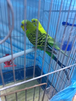 جوز عصافير حب تحتو بيضة وبكمل