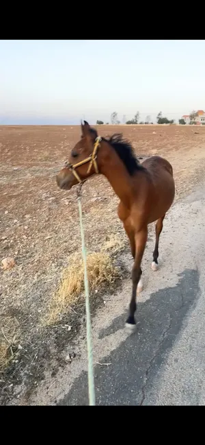 Horses4