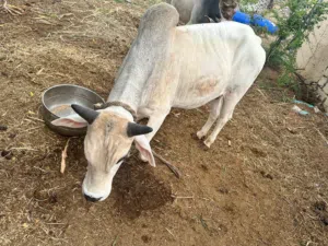 للبيع ثيران مطعومه ف المزرعه طعام نظييف