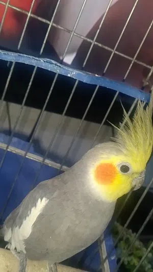 كوكتيل ذكر عمر سنة ونص