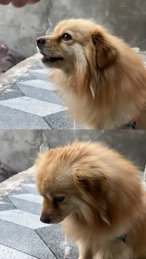 سلام عليكم كلب مني بو مال بيت حلو لعوب