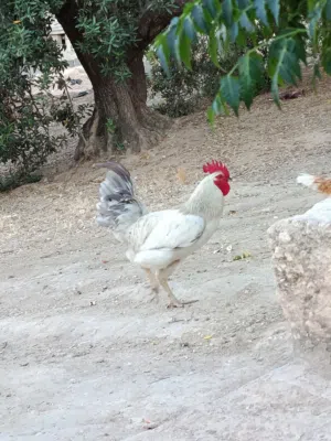 ديك للبيع ...