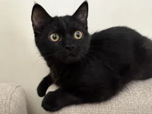 Free cat for adoption
