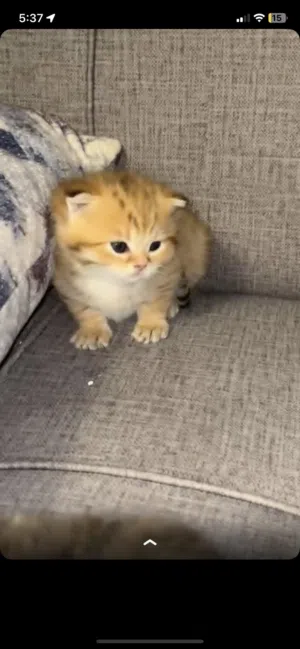 للبيع قطة سكوتش فولد