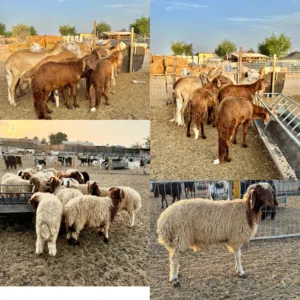 we have all type of sheep for eid qurbani