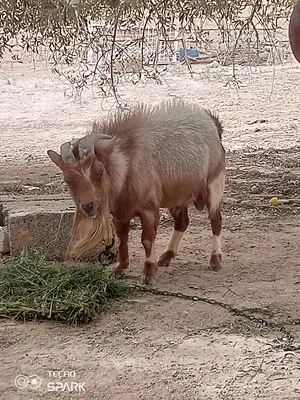 اعتود كردي