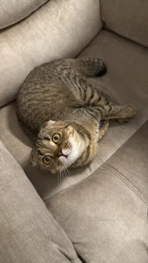 قط سكوتش فولد