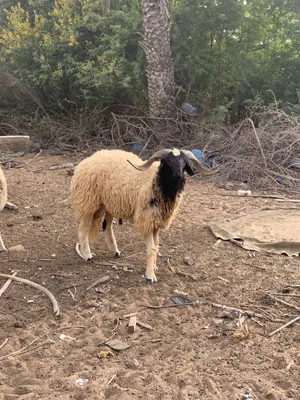 Sheep1
