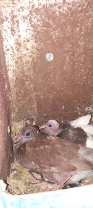 حمام بلدي تحته بيض وفراخ