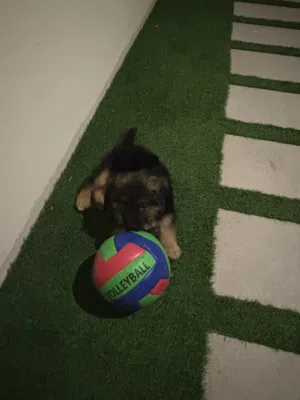 German Shepherd