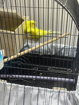 طيور الحب هوكو ذكر ونثي منتجه من قبل