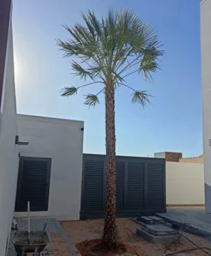 wax palm trees(copernicia for Sale