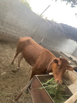 بقره سمينه محليه مطعومه من خيرات المزرعه بالثرمد