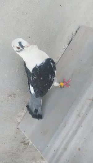 طيره بقدونسيه ام افراخ