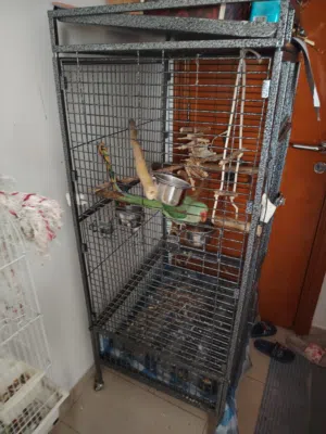 قفص ضخم للبيع مناسب لكل ال ببغوات الكبيرة