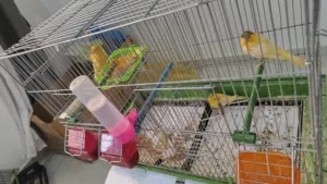 جوز كنار بناديق معهم فرخين والطيرة تحتها 3 بيضات وبتكمل