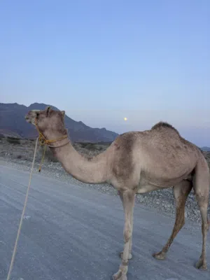Camel 4 Years