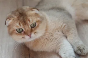 ذكر للتزاوج فقط، Male cat for mating only. التزاوج  mating