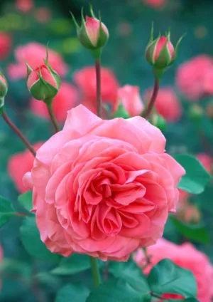 شادي ابو عمر