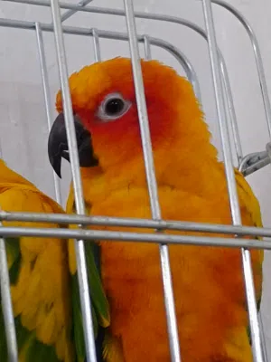 ببغاء الصن كونيو (Sun Conure)
