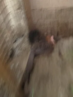 دجاجه كافه