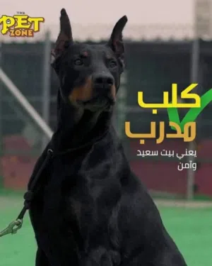 جميع الكلاب بحاجة إلى التدريب المناسب. سواء كنت تربى فى منزلك جرو جديد أو كلب بالغ
