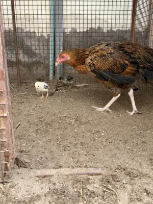 دجاجة بكستانية للبيع مع ولادها