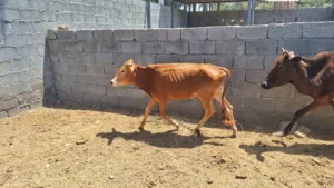 عجل محلي سنة ونص مخصاي من شهر وشوي