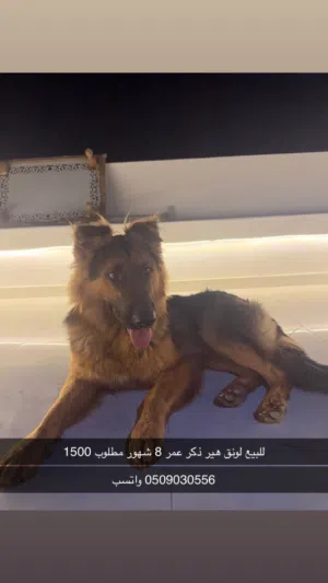 كلب جيرمن