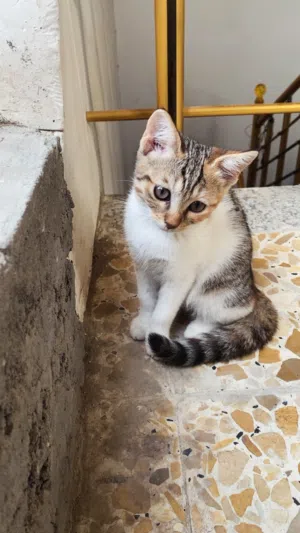 بيرشن_بلدي قطط صغار 2