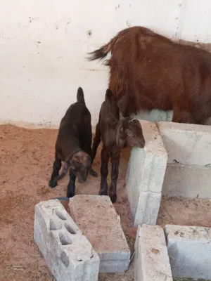 عنز وراها توم جديان